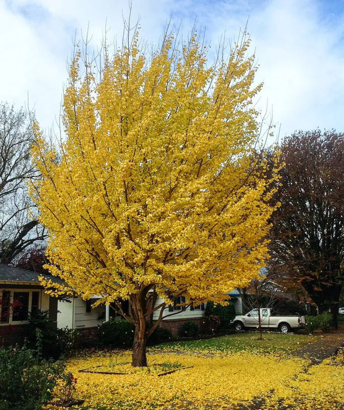 Anti-Aging Skincare Secret: The Surprising Benefits of Ginkgo Biloba for Your Skin - bearpo.