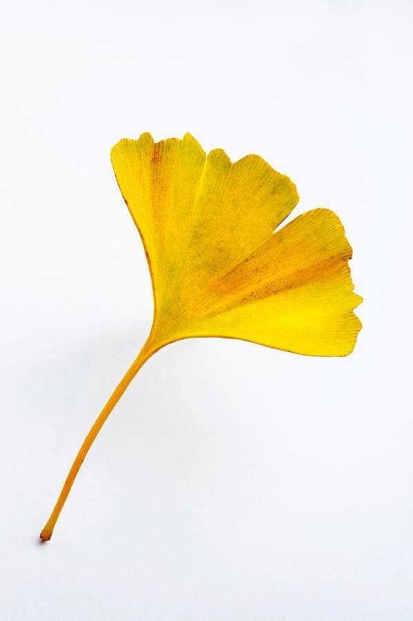 Antioxidant Ginkgo Gel Booster, STRESS FREE - bearpo.